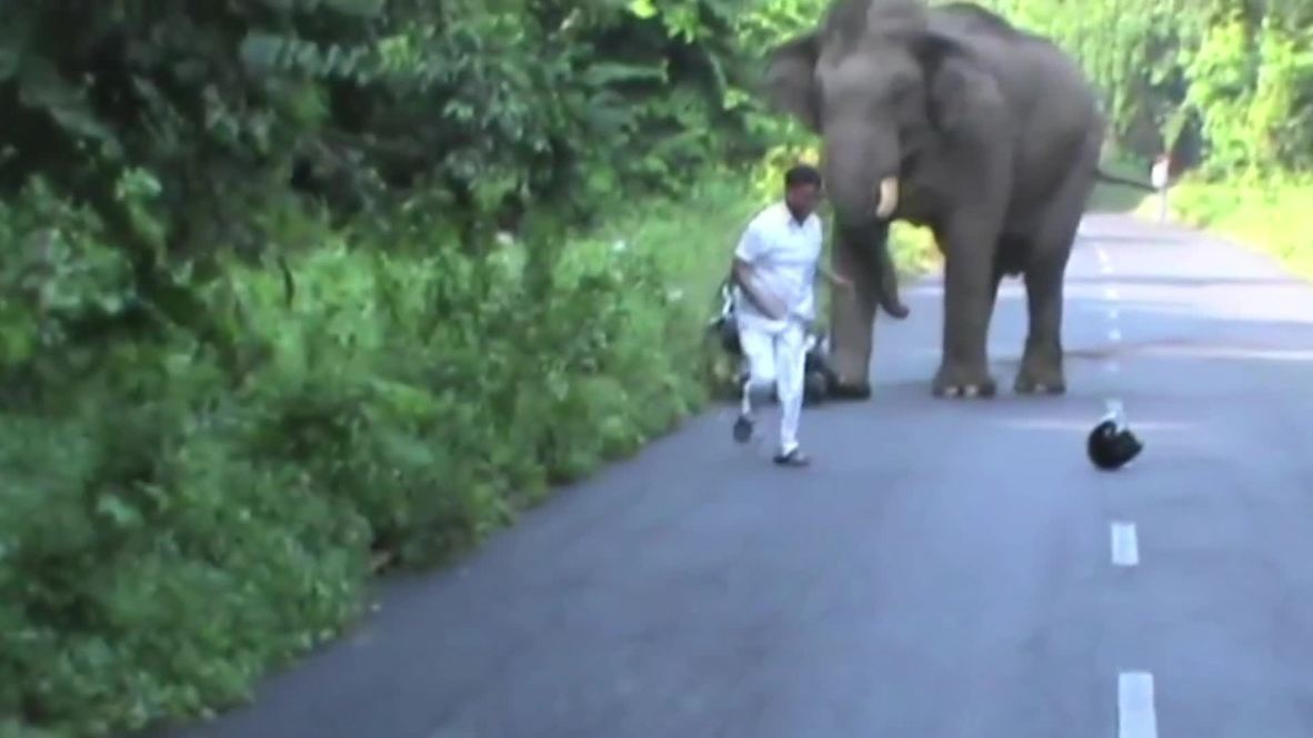 India: Biker narrowly escapes rampaging elephant