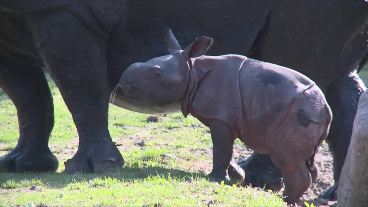 Germany: Meet the baby Indian rhino at Berlin's Tierpark