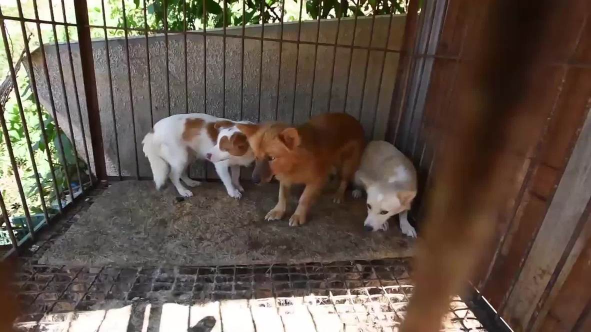 South Korea: Over 100 dogs and puppies rescued from dog meat farm