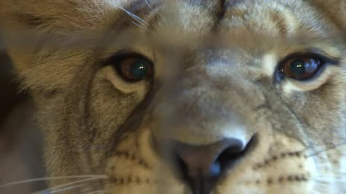 Russia: Lioness found on Moscow-bound train finally finds a home