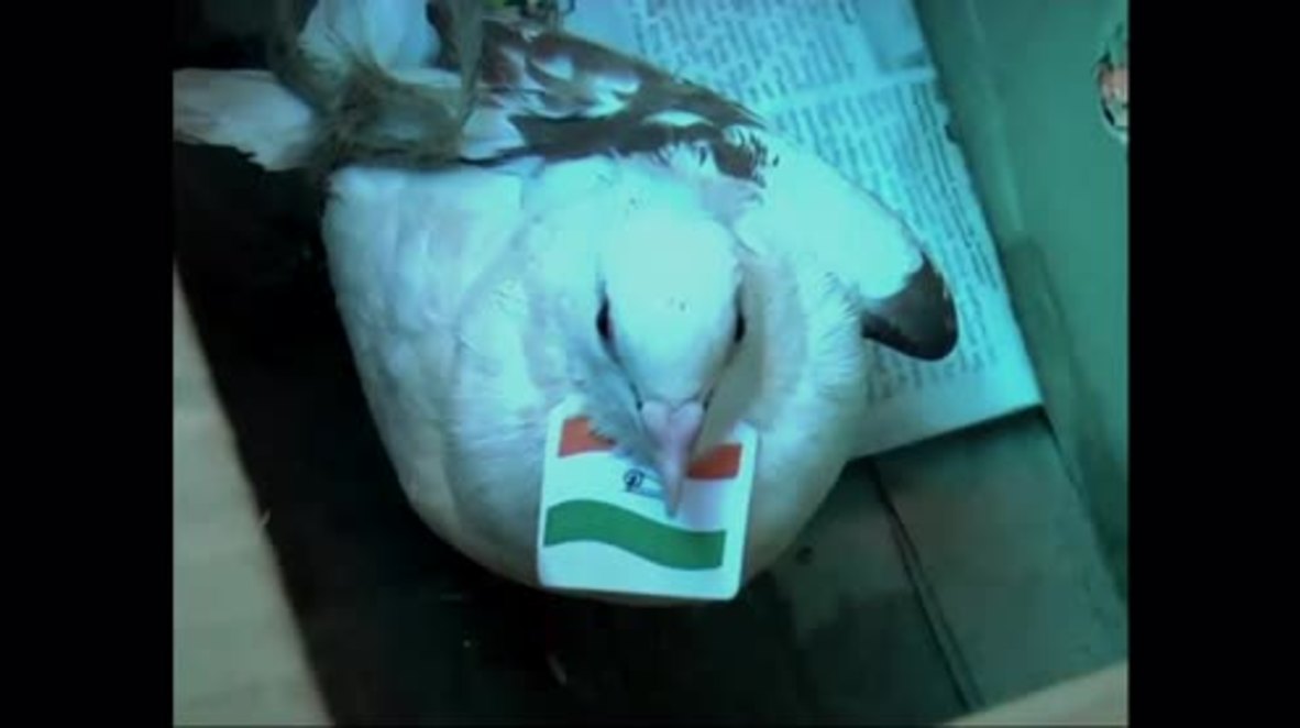 India: "Pigeon stuffed" rocket launched by Congressmen, police register case