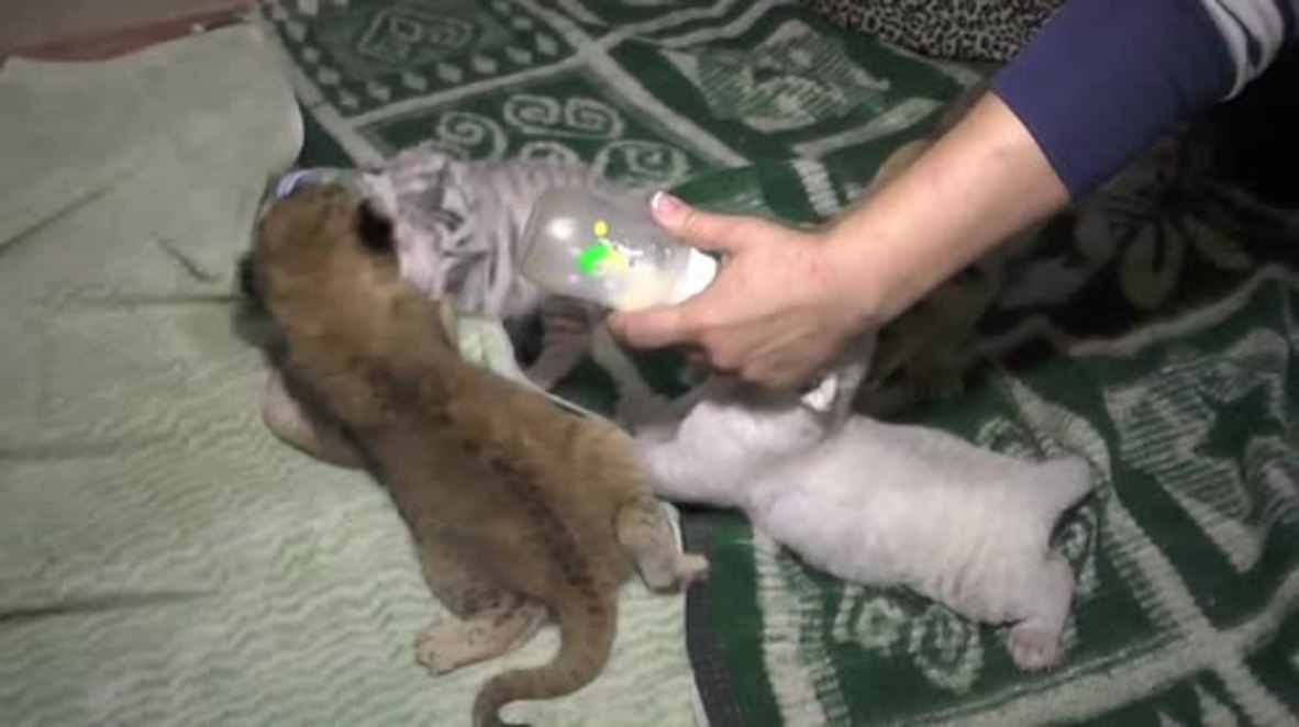 Russia: Meet the three tiny Bengal tigers born in Crimea's Yalta Zoo