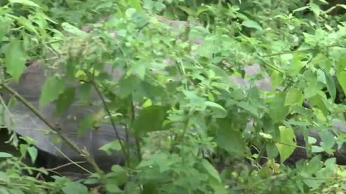 Ecuador: New species of giant tortoise discovered in Galapagos