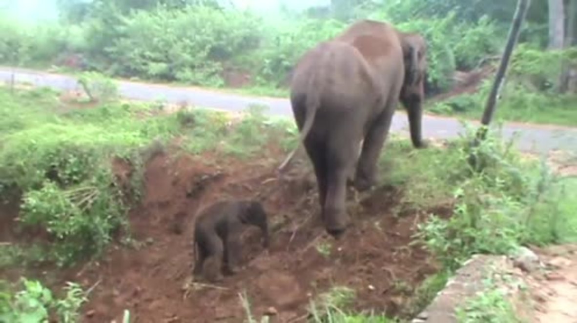India: Mother elephant nudges newborn baby to freedom after giving birth in ditch