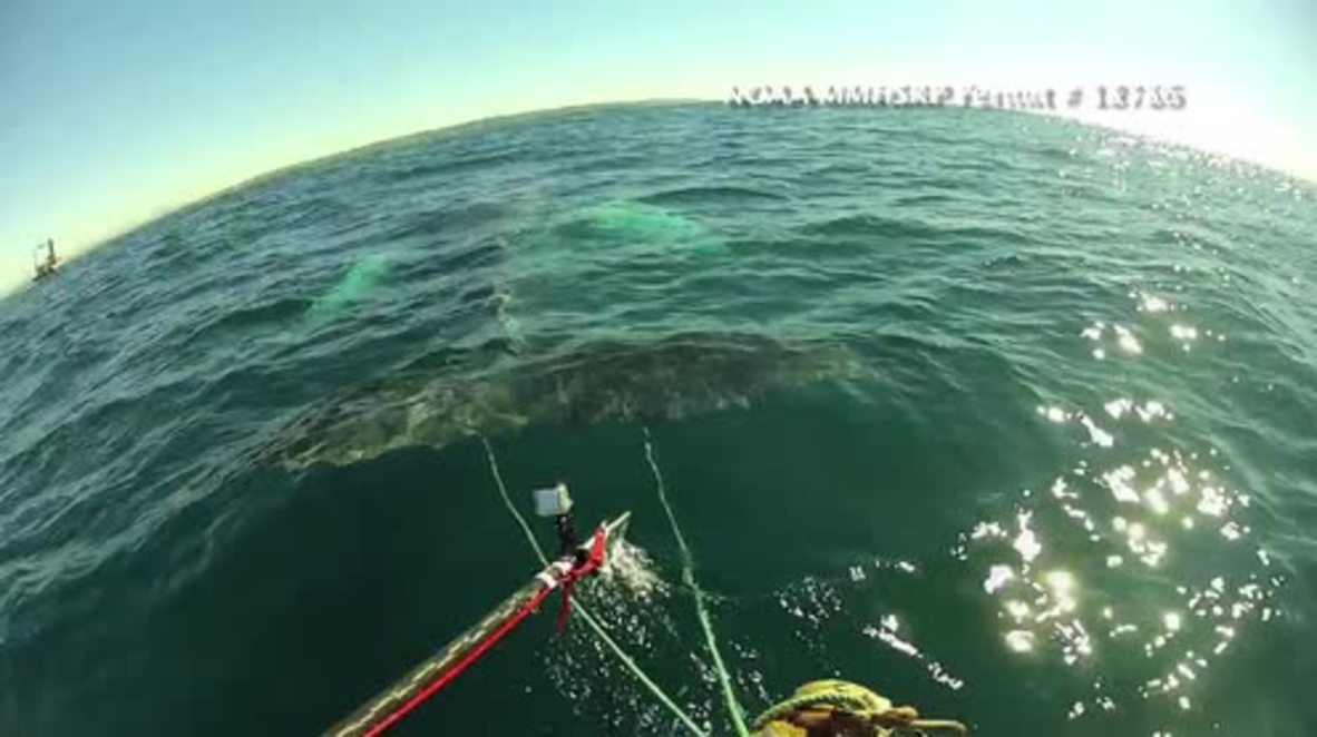 USA: Rescuers save humpback whale caught in fishing line