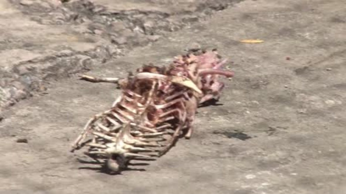 Honduras: Thousands of crocodiles starve after U.S. sanctions target family