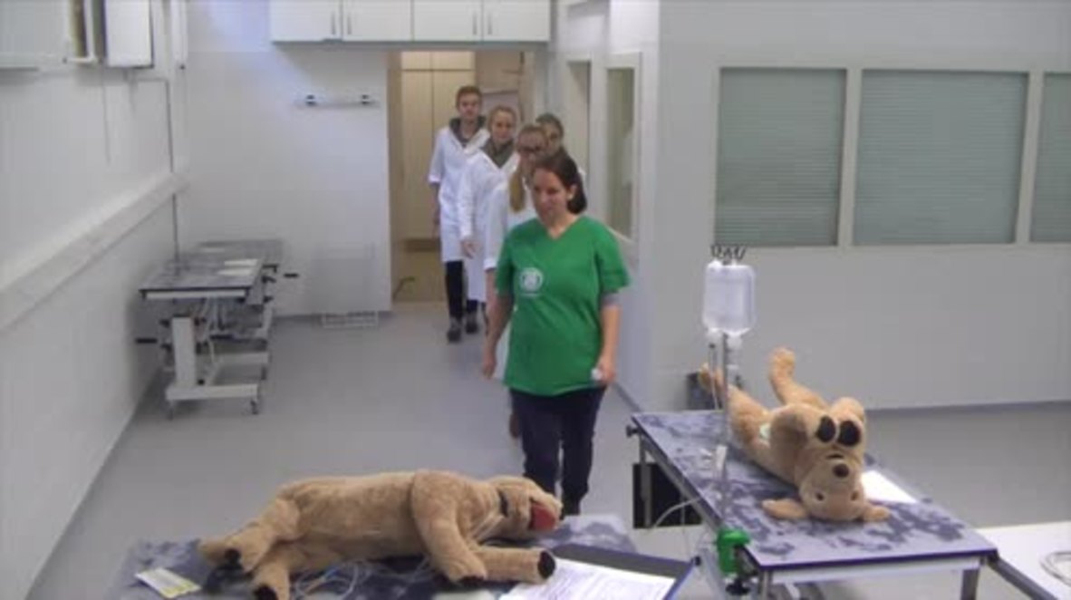 Germany: Future vets practice on fluffy animals in Hannover