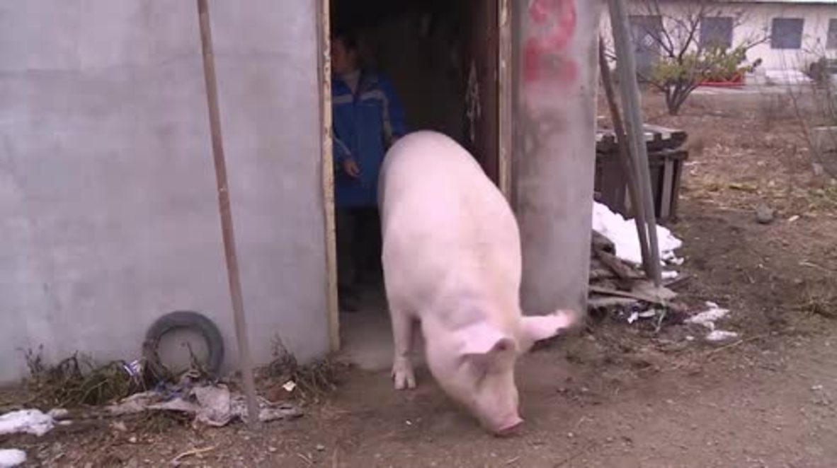 China: Hogzilla! See owner piggy-back MASSIVE pet sow like a horse