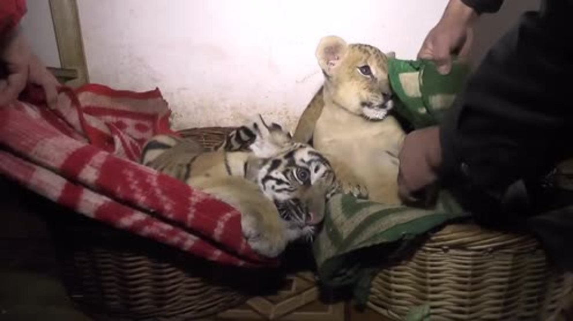 Russia: Lion and tiger cubs face hypothermia as Crimea power cut continues