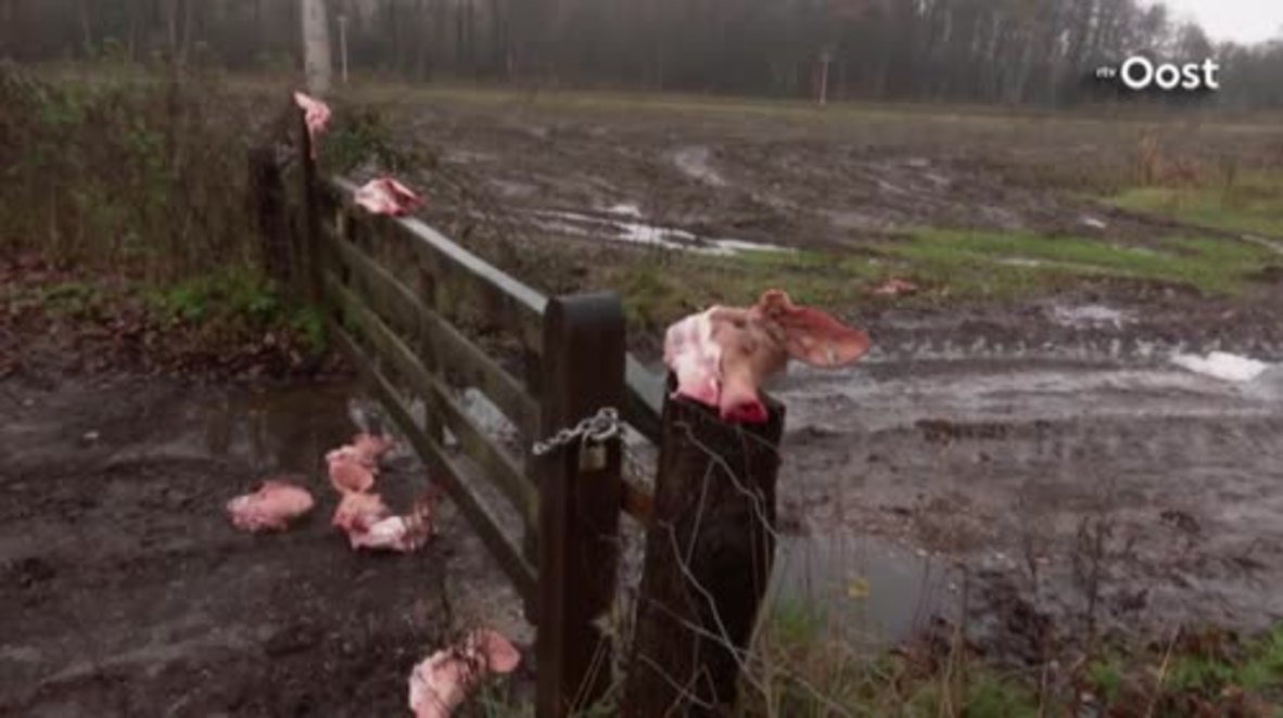 Netherlands: "Welcome to hell" - refugees greeted with pig heads