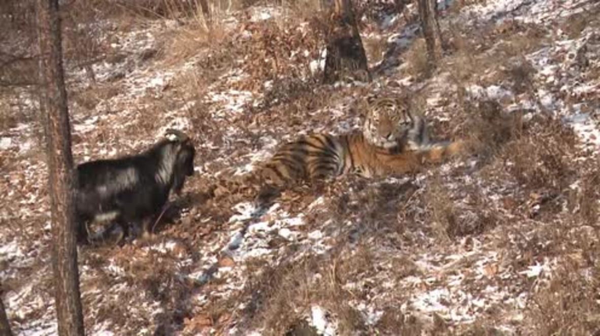 Russia: Goat off the menu as TIGER strikes up unlikely friendship with its meal