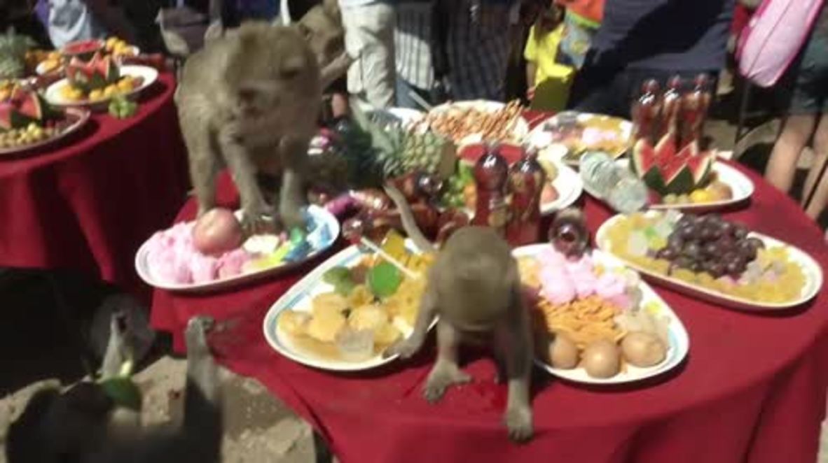Thailand: All you can eat! Monkeys relish annual buffet festival