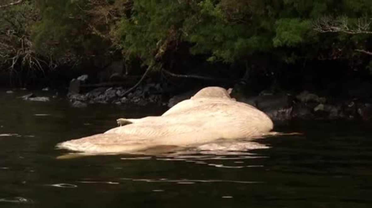 Chile: More than 300 whales found dead on shores of Patagonia