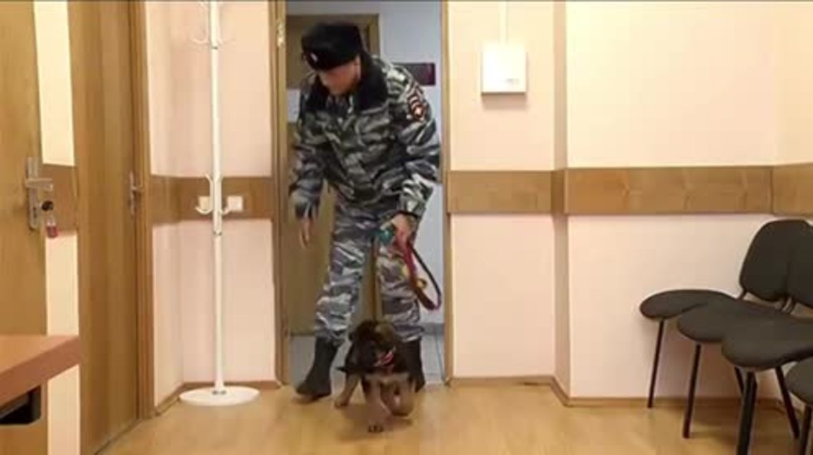 Russia: Meet the police dog being donated to France