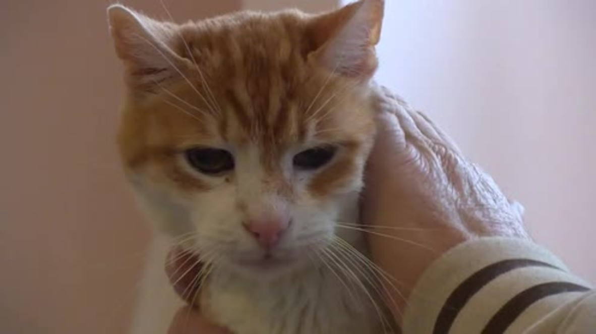 Serbia: Meet Garfield, 'the oldest cat in Europe'