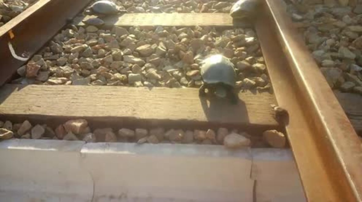 Japan: Tunnels built to prevent turtles being crushed by trains