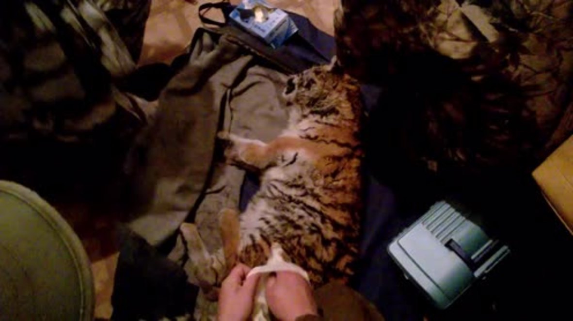 Russia: Amur tiger cub rescued after being attacked by dog