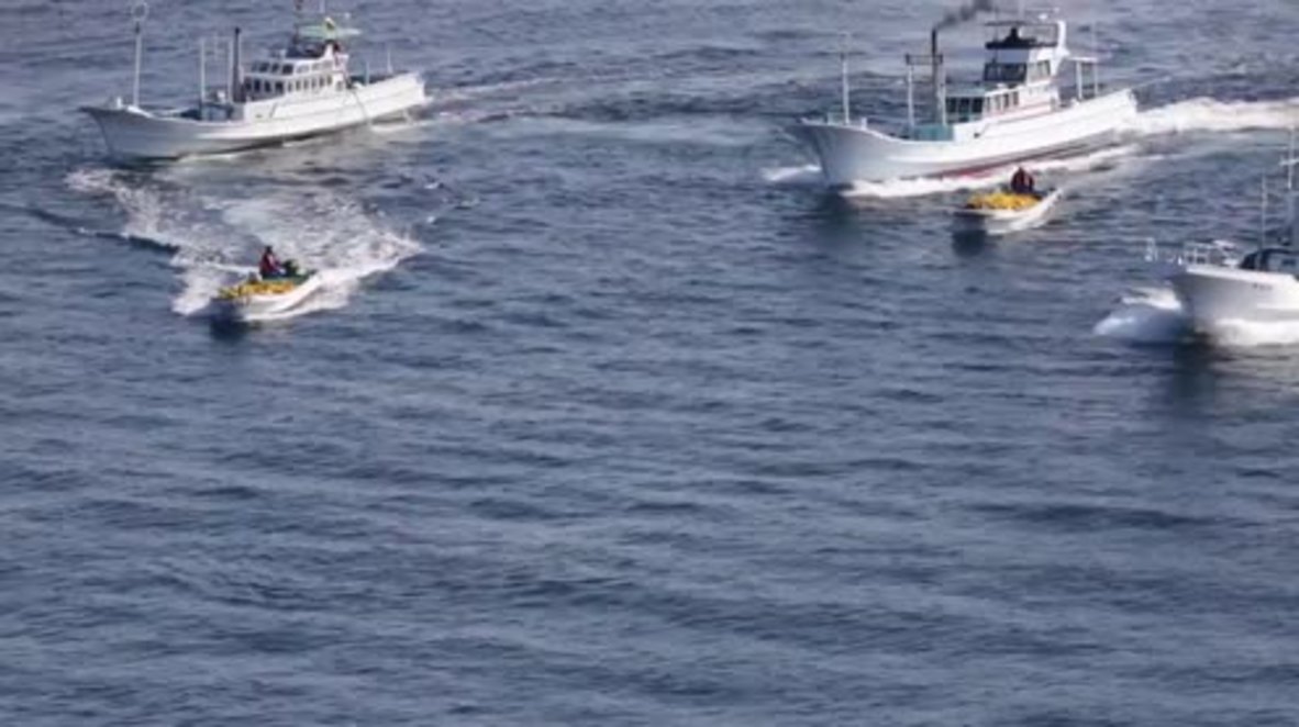 Japan: Six bottlenose dolphins captured during controversial Taiji hunt