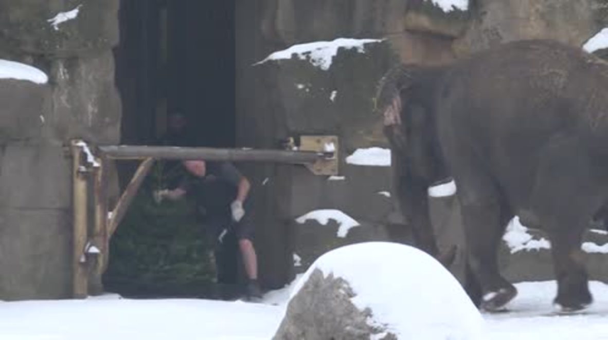 Germany: See elephants feasting on Christmas trees in the snow