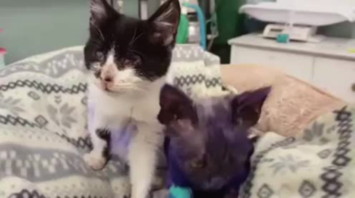 USA: Smurf the PURPLE kitten gets new lease of life at California shelter