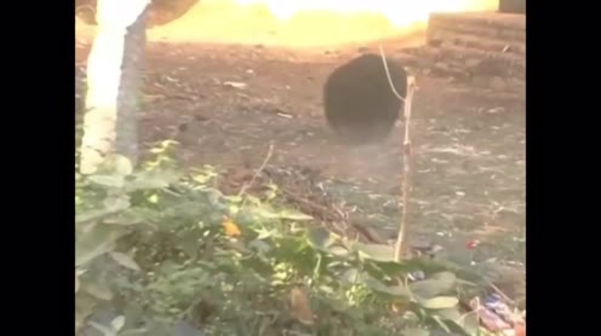 India: Bear battered by locals after it attacks villagers in Chitradurga *GRAPHIC*