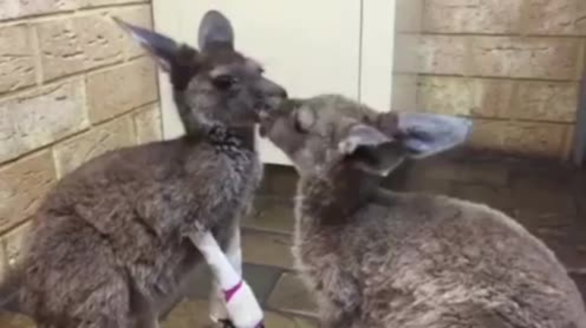 Australia: Adorable baby kangaroos rescued from bushfire