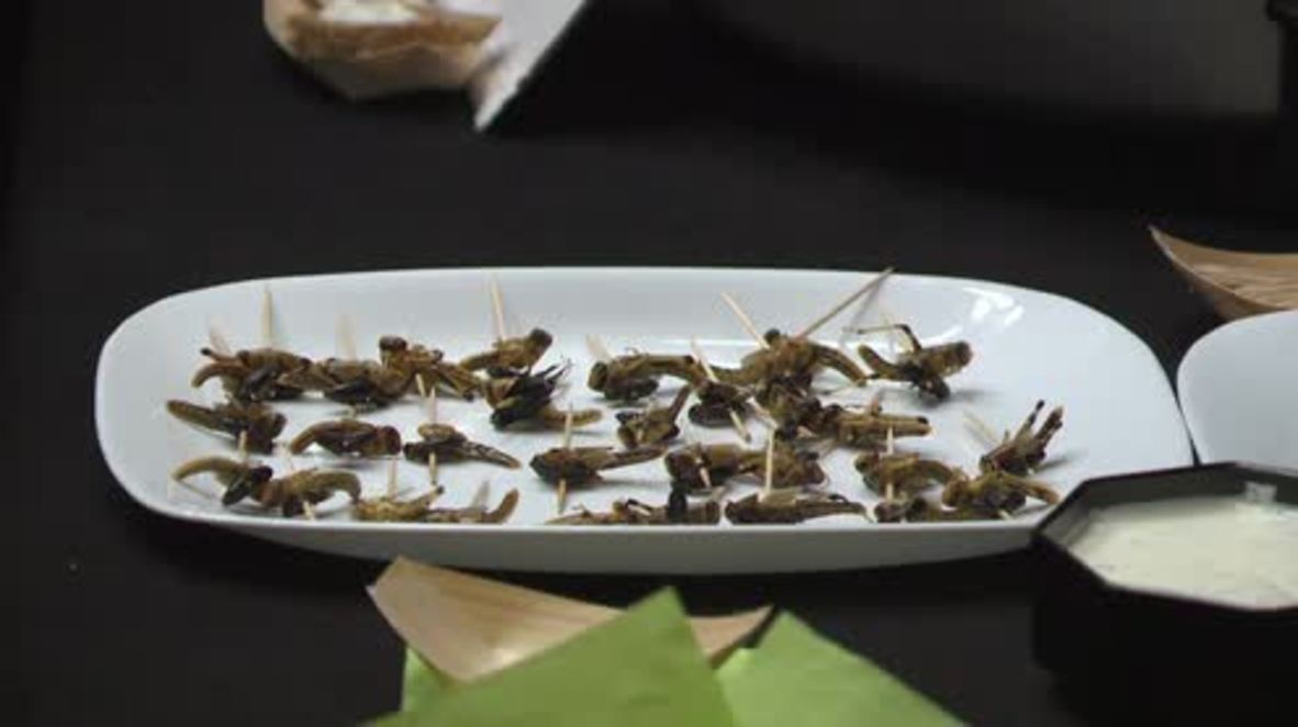 Austria: Scientists feast on MEALWORM and locust at Vienna's Ball of Science