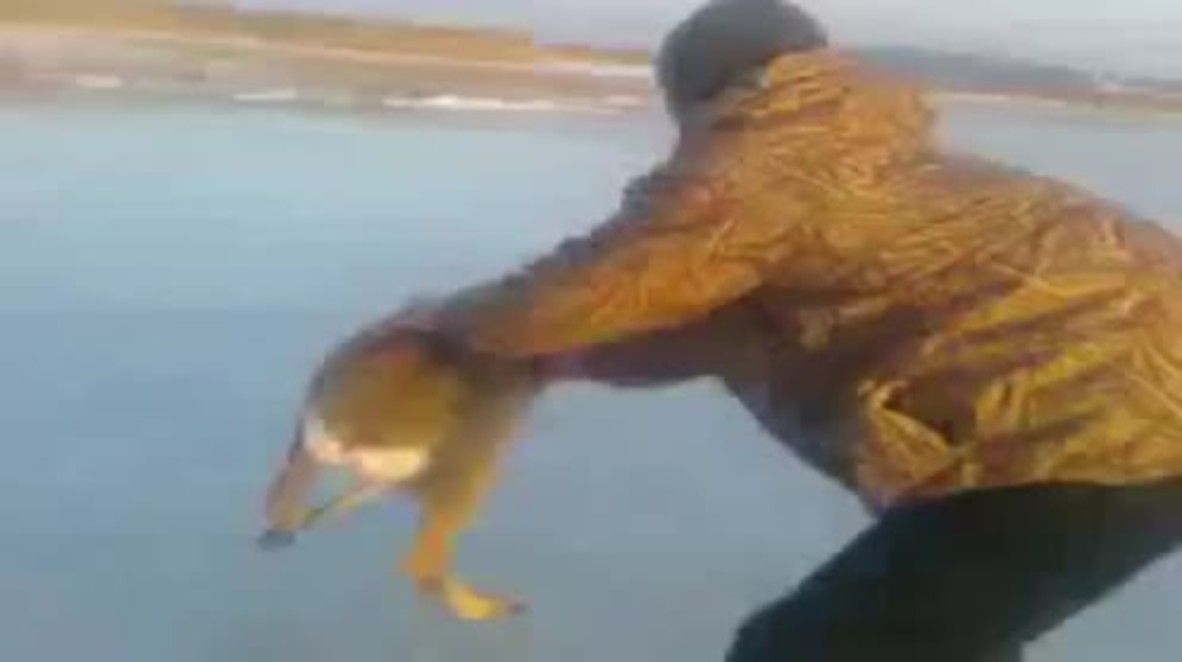 Russia: Watch park ranger save deer from iced-over lake