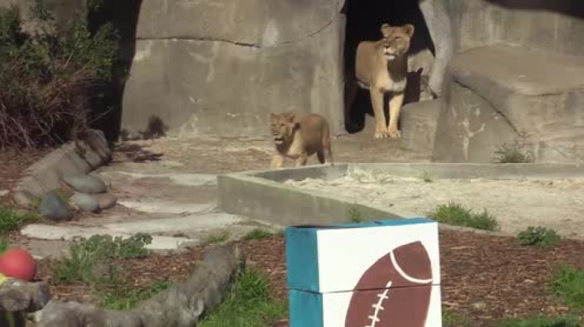 USA: SF zoo animals predict Super Bowl 50
