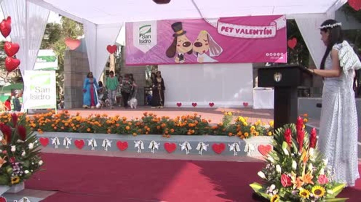 Peru: Dogs, snakes & more get MARRIED ahead of Valentine's Day
