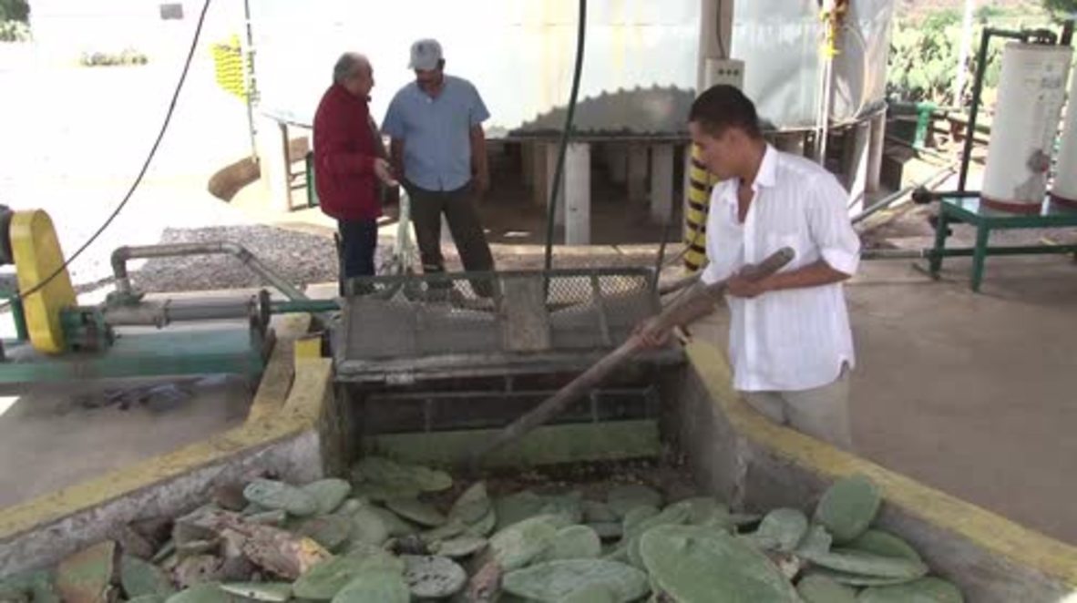 Mexico: Take a tour of the world's first cactus-powered biogas plant