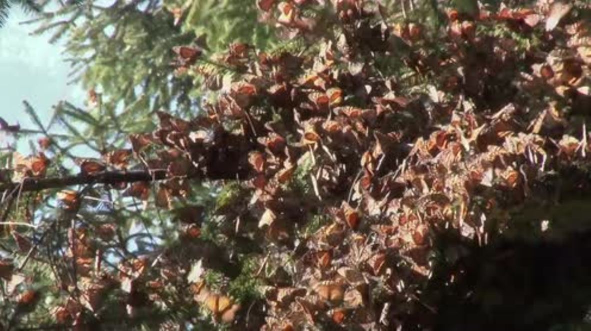 Mexico: Millions of Monarch butterflies crowd Ocampo's wildlife sanctuary