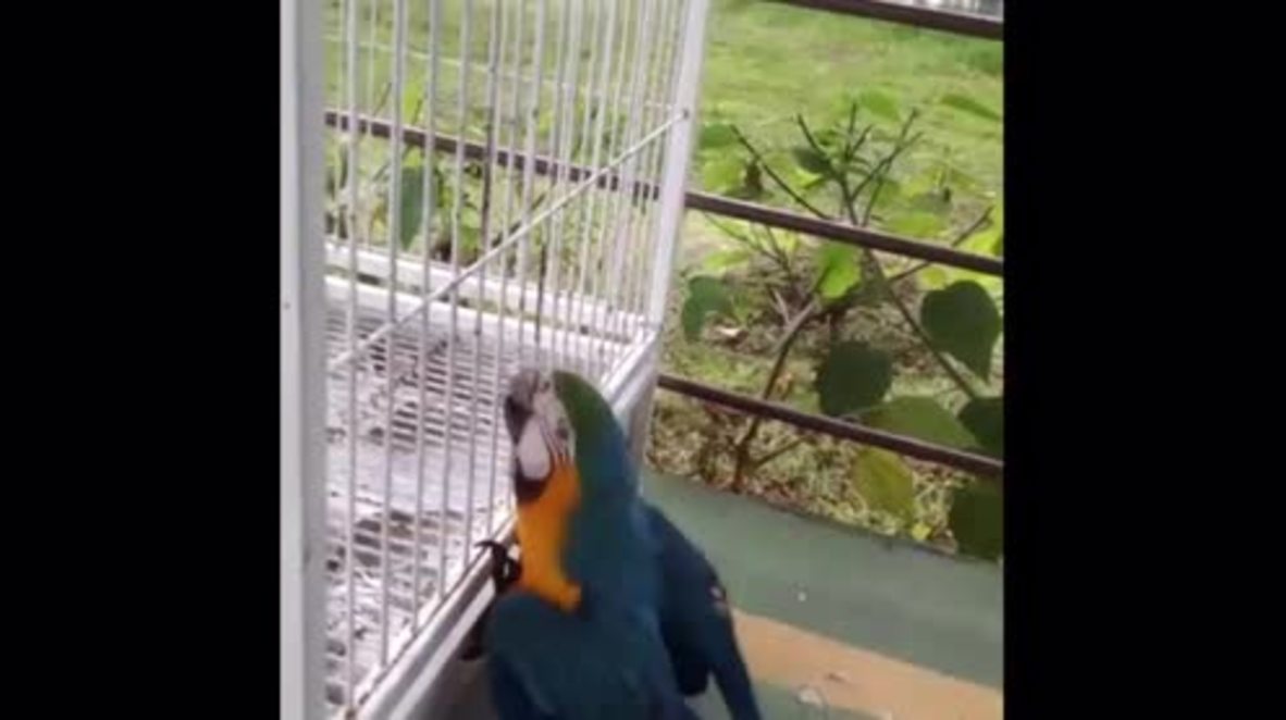 Brazil: Gigi the parrot becomes world's first bird with a titanium 3D beak