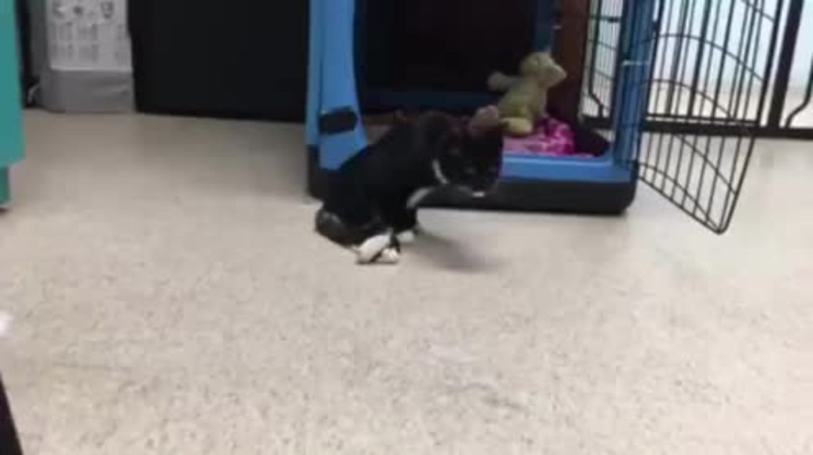 USA: Meet Dasha the disabled kitty recovering at BARCS animal shelter