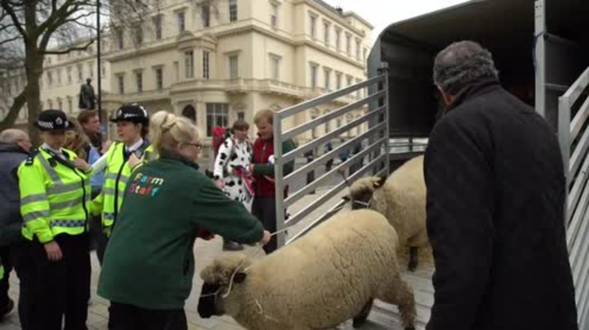 UK: Sheep and cows roam London's streets during farmers protest