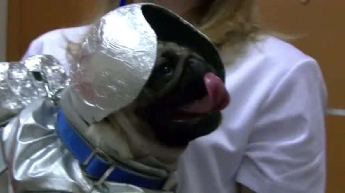 Russia: Yuri PUGarin - see these cute dogs get dressed up for Cosmonautics Day