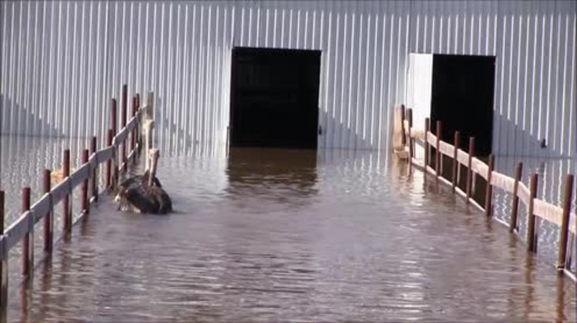 Russia: 11 floating OSTRICHES rescued after severe flooding in Irbit