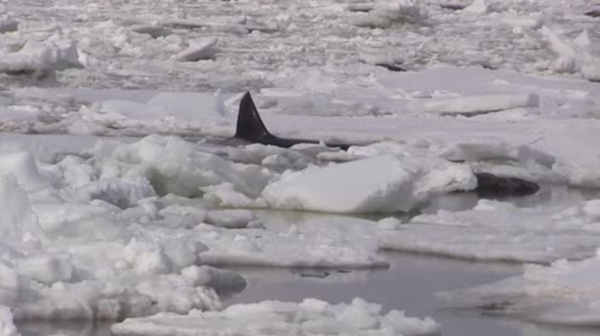 Russia: Three orcas saved after being trapped in ice floes