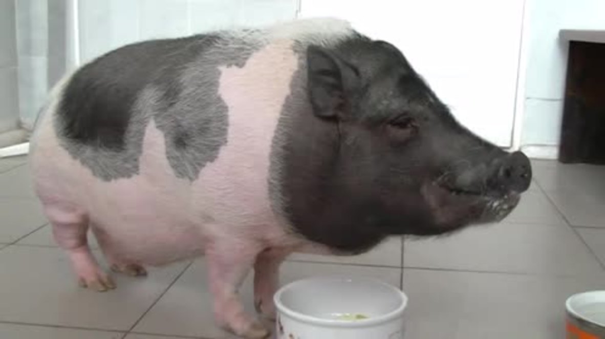 Russia: Violent mini-pig undergoes anger management after owners left disgruntled