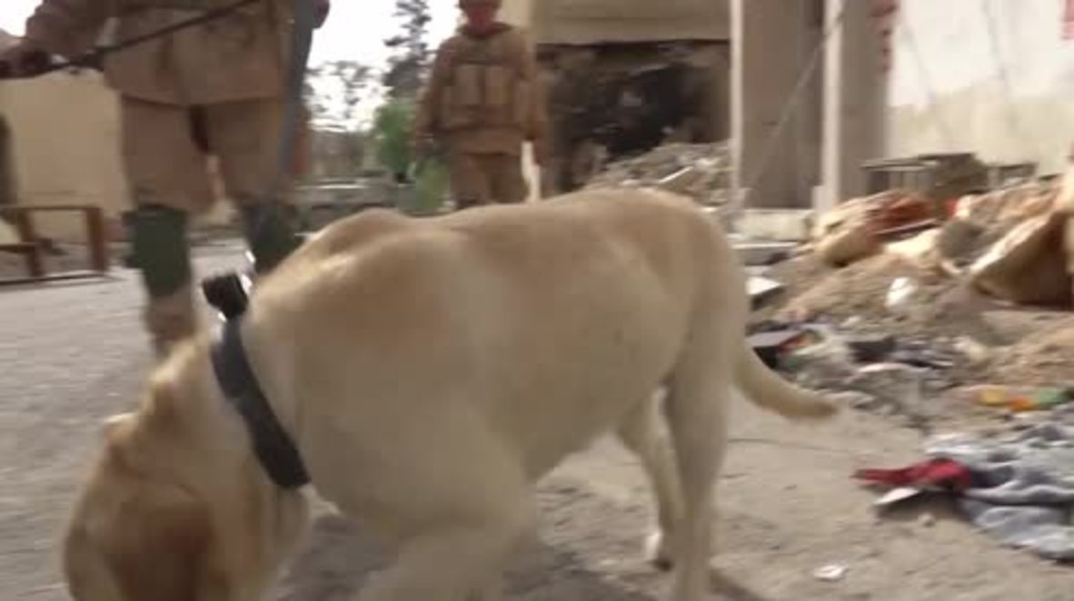 Syria: Sniffer dogs and sappers clear Palmyra of mines