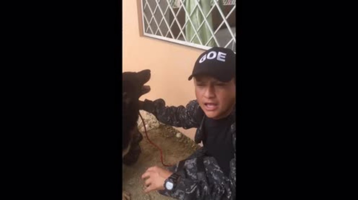 Ecuador: Meet Kili, the police dog injured looking for earthquake victims