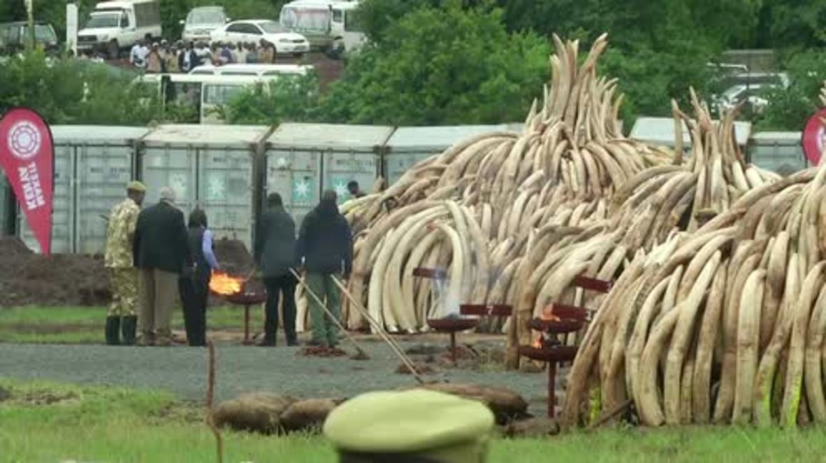 Kenya: Ivory stockpile worth €150 mln burned in Nairobi National Park