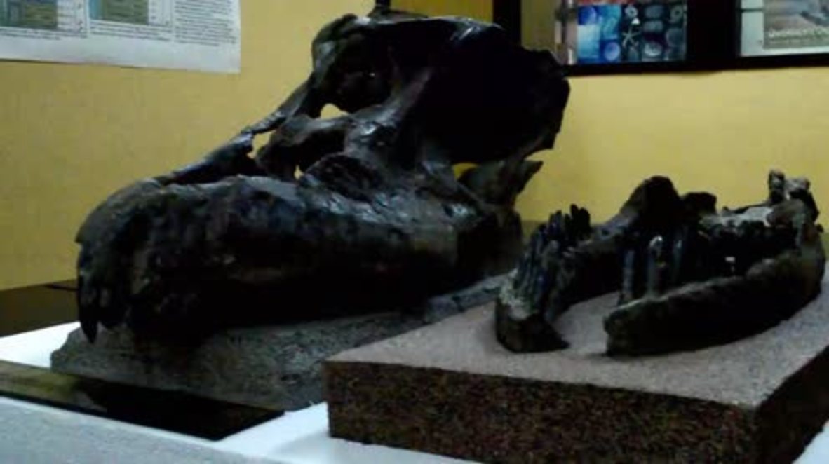 Argentina: This skull belonged to a newly discovered 10-ton dinosaur