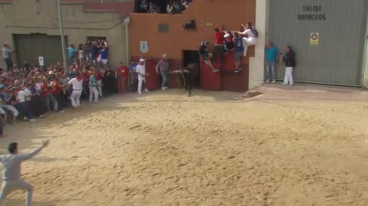 Spain: Wild bull gores three as bullfighting festival kicks off in Zamora province