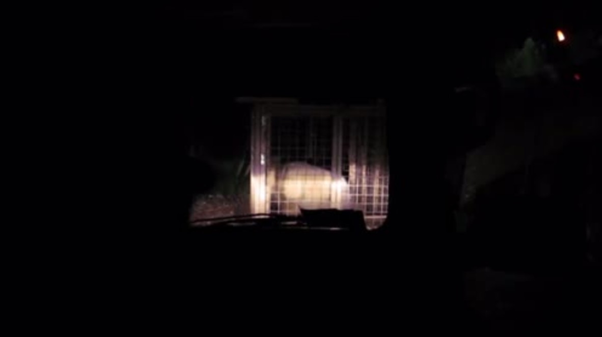 Italy: 189 kg wild bear captured during bear-hunt at Verzegnis