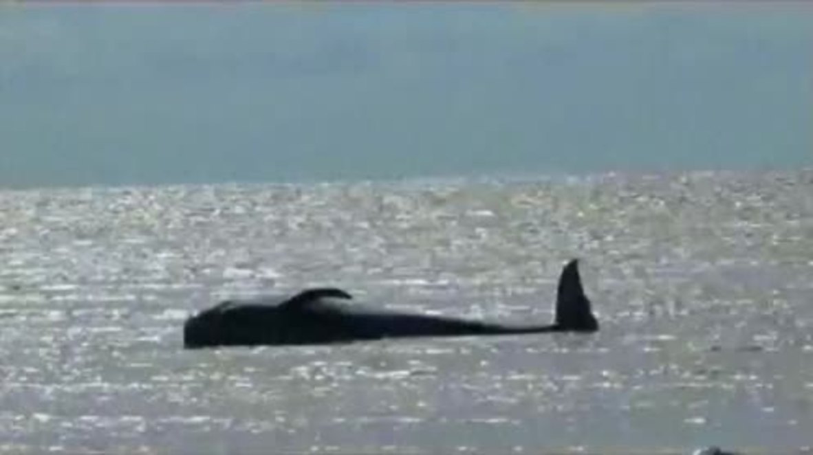 Indonesia: At least 8 whales dead after dozens stranded on coast of Java