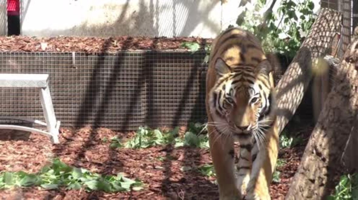 Germany: Activists perform with live tigers to protest Europe's refugee policy