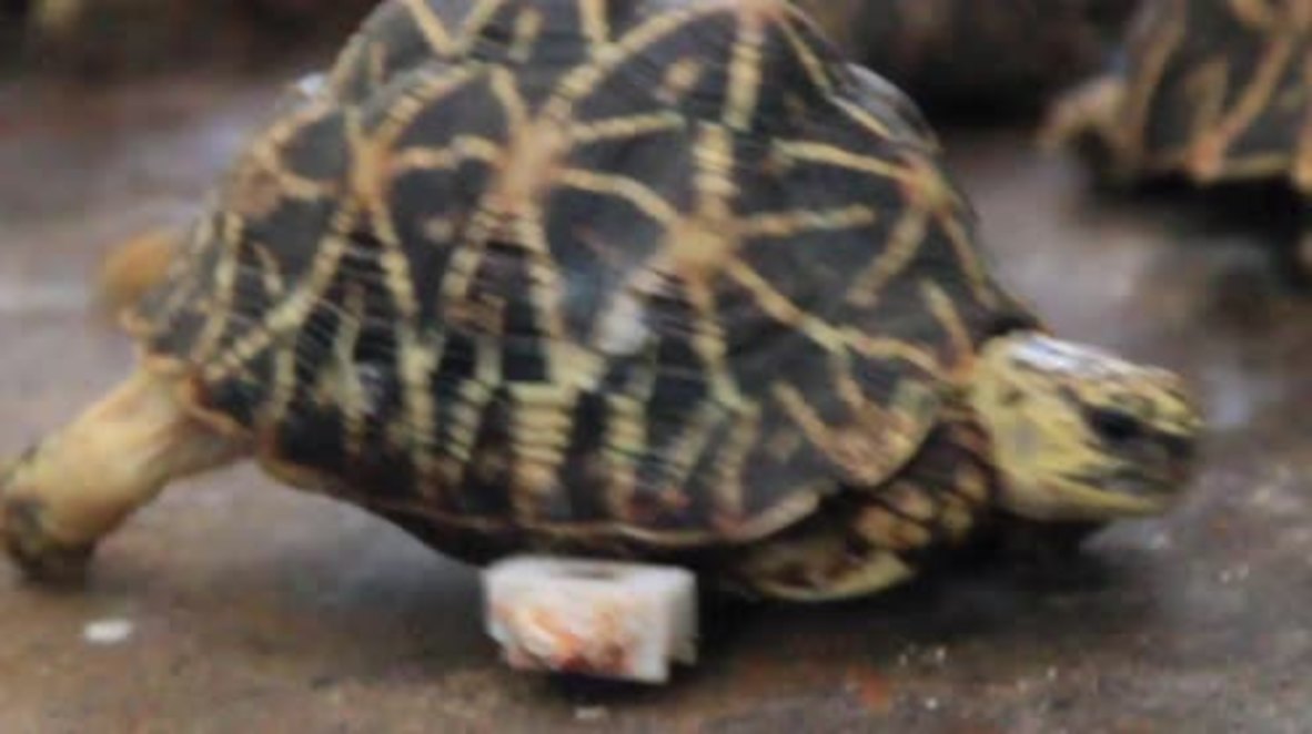 India: Injured Indian Star tortoise walks again