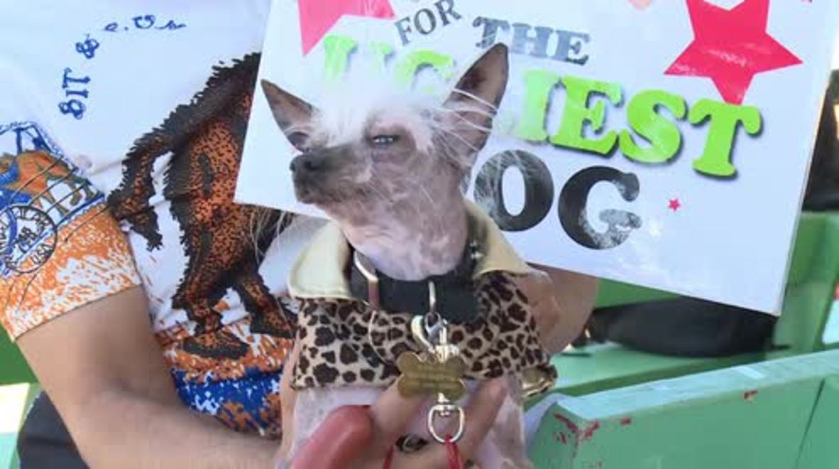 USA: Aww..? World's Ugliest Dog goes to half-blind Chihuahua 'SweePee Rambo'