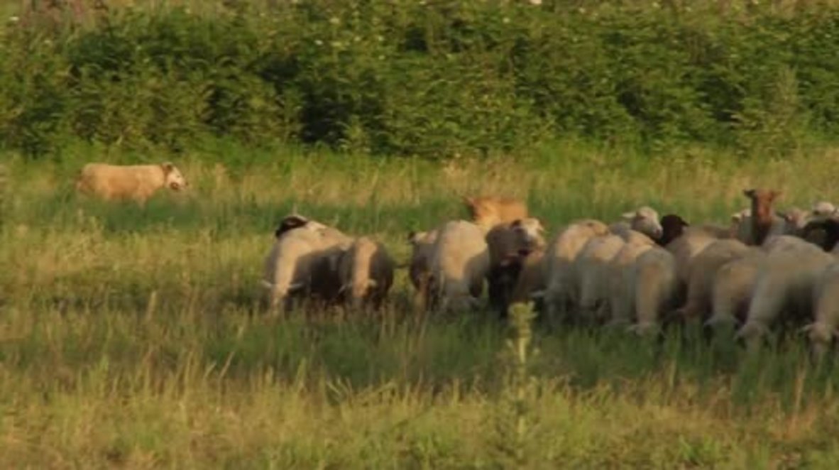 Russia: Meet Masha, the grown up lioness who herds sheep!
